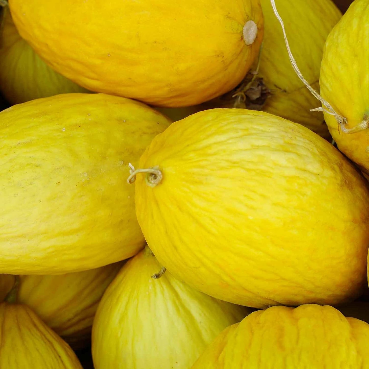 Crenshaw Melon growing on the vine