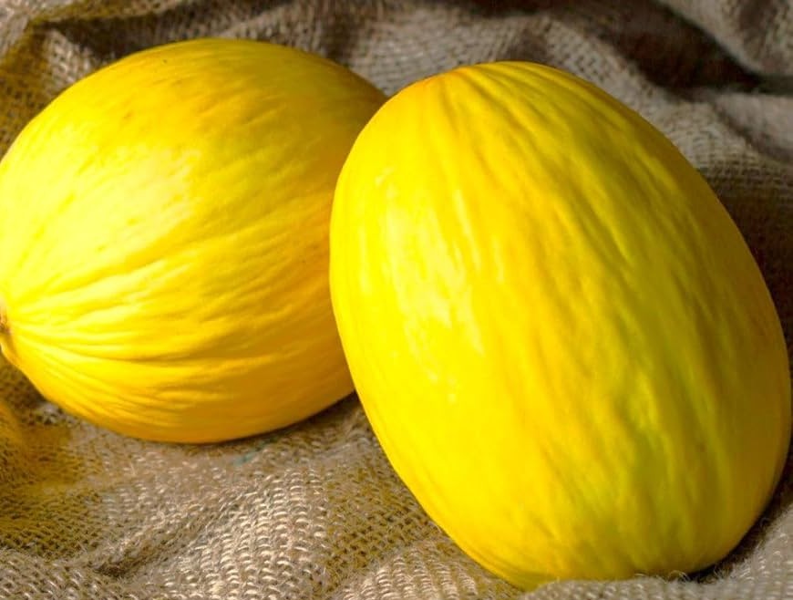 Crenshaw Melon growing on the vine