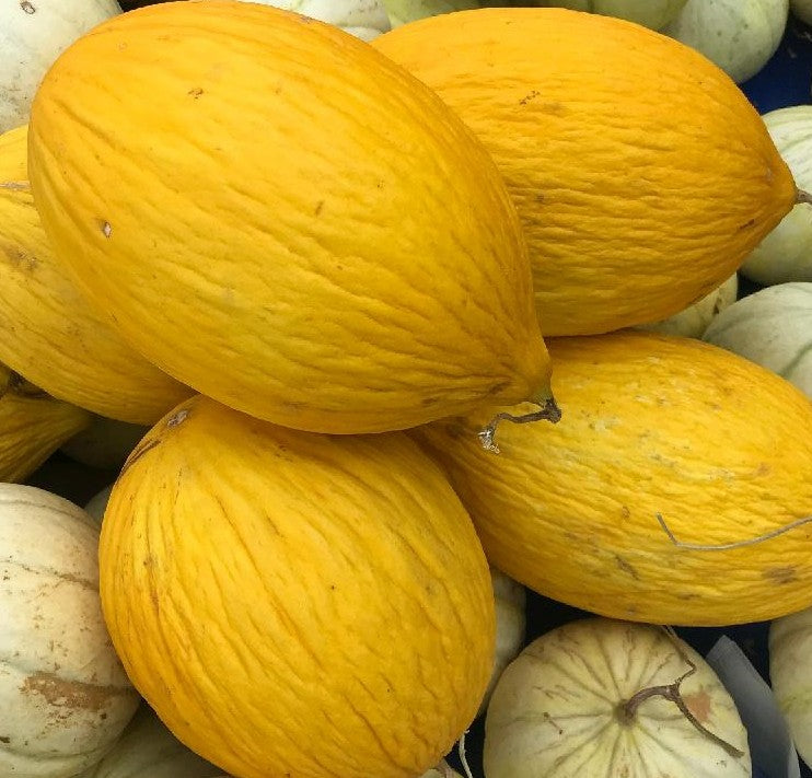 Crenshaw Melon growing on the vine