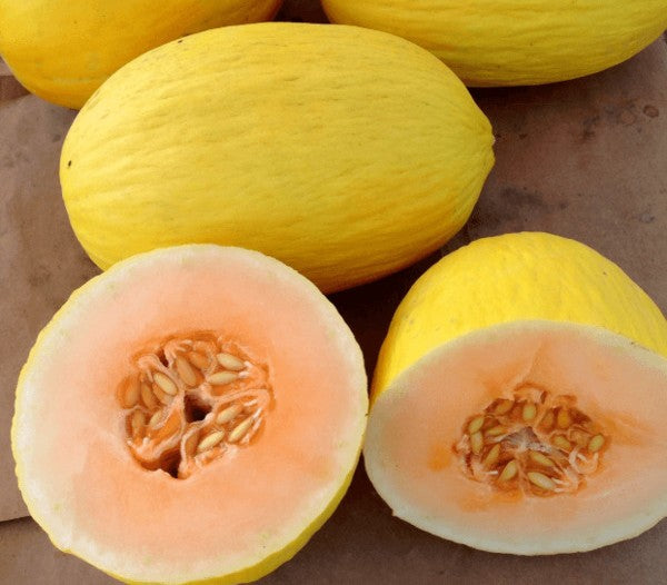 Crenshaw Melon growing on the vine