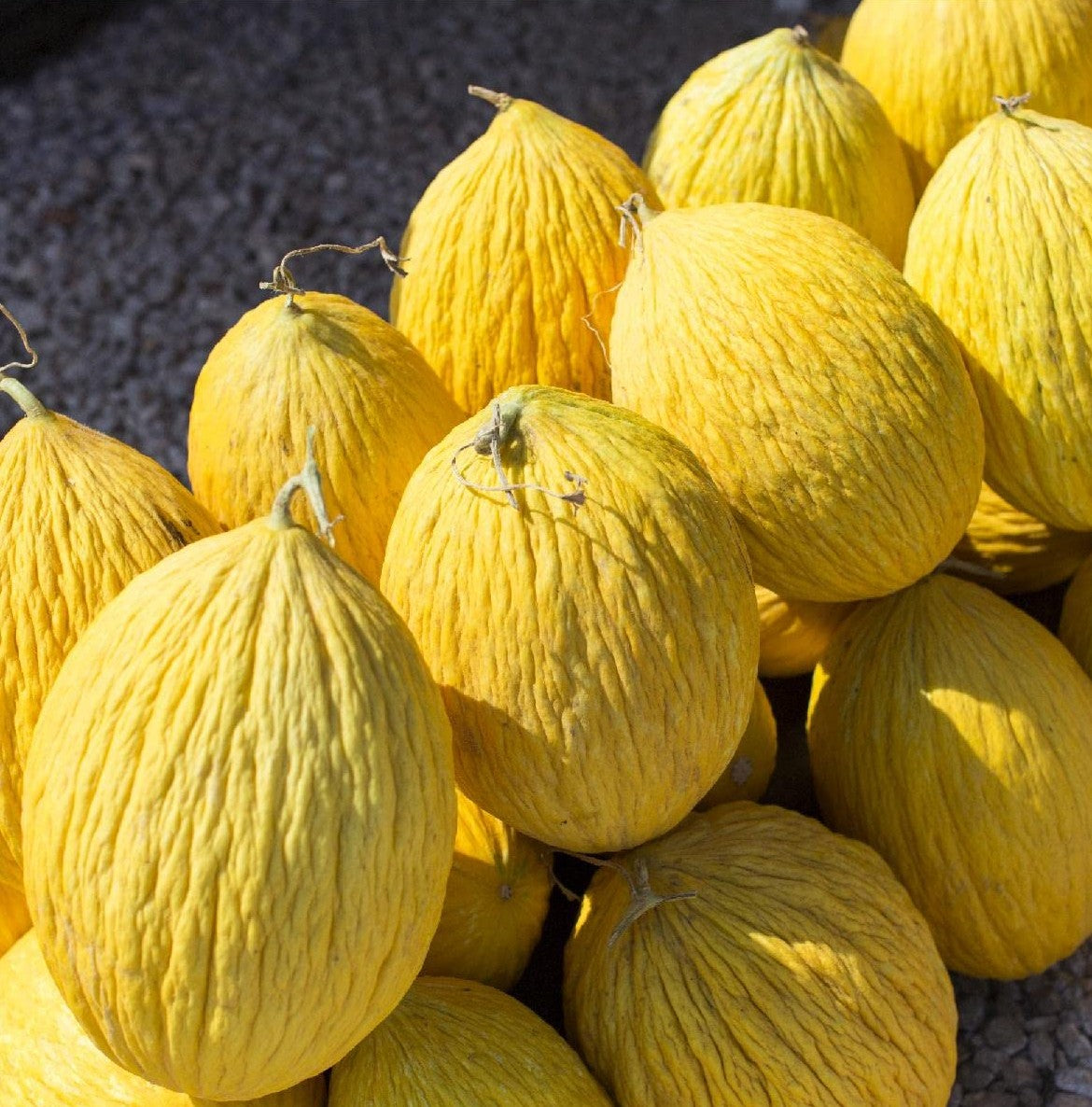 Crenshaw Melon growing on the vine