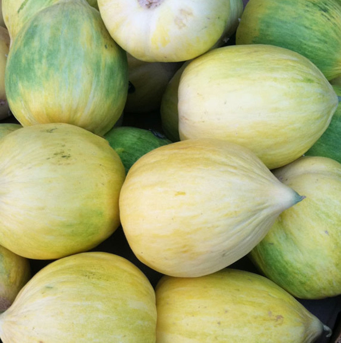 Crenshaw Melon growing on the vine