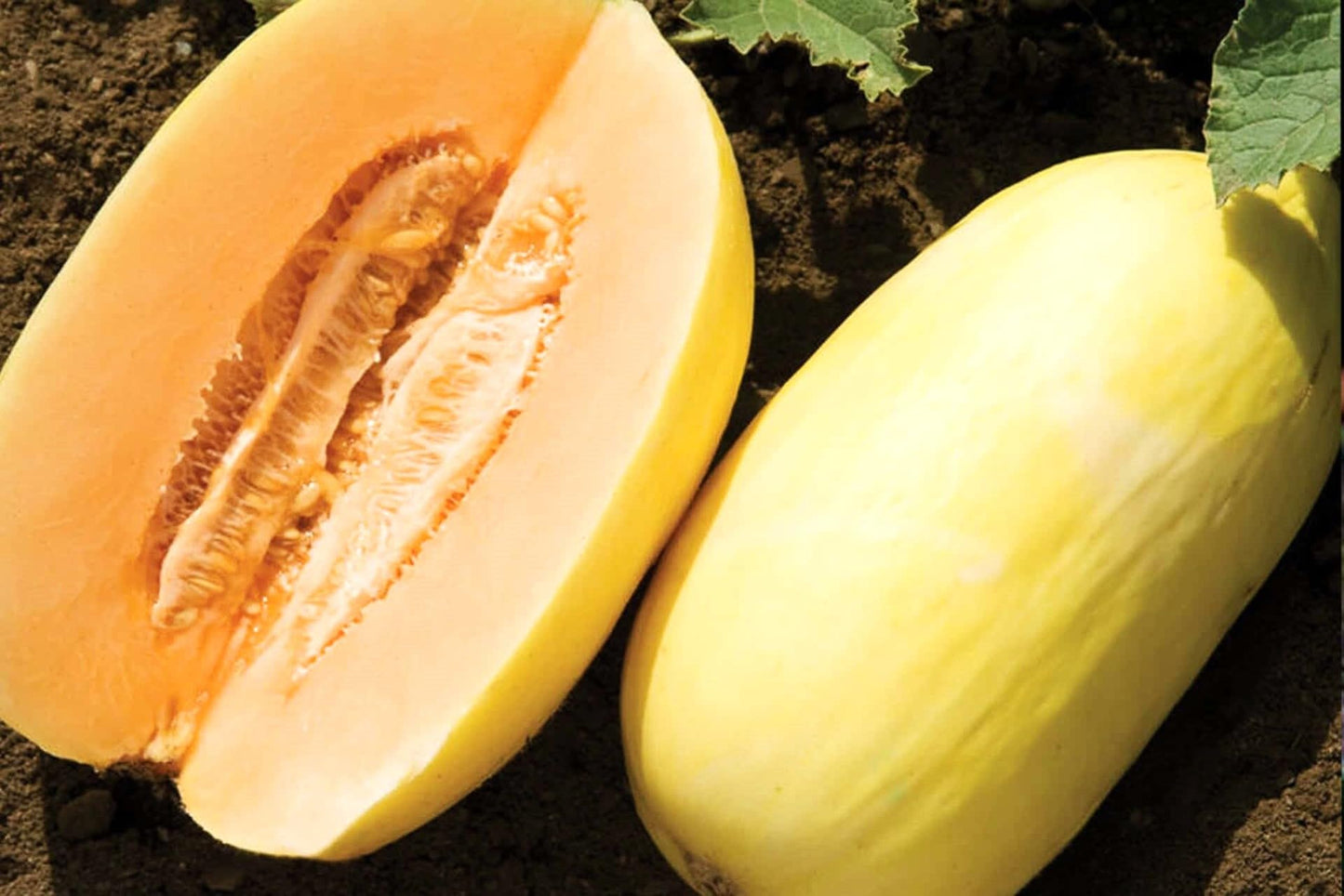 Crenshaw Melon growing on the vine