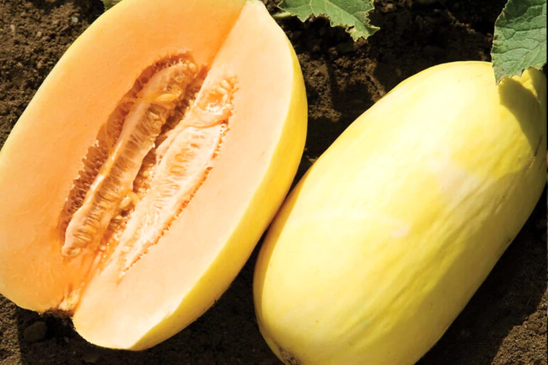 Crenshaw Melon growing on the vine