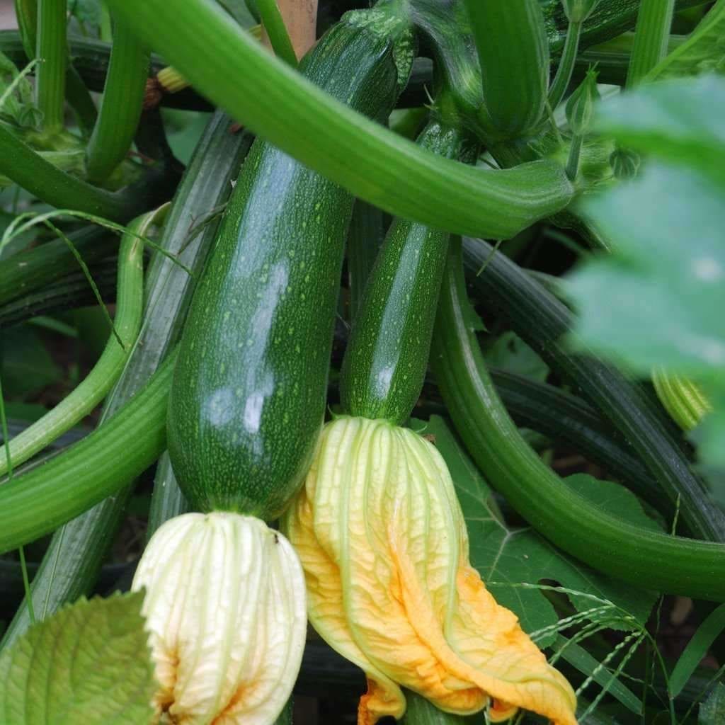 Dark Green Zucchini growing on the vine