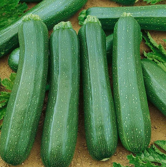 Dark Green Zucchini growing on the vine