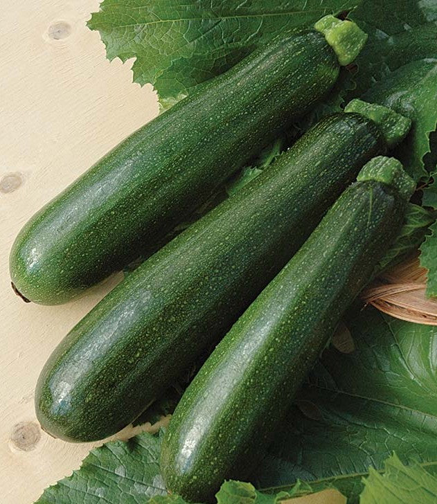 Dark Green Zucchini growing on the vine