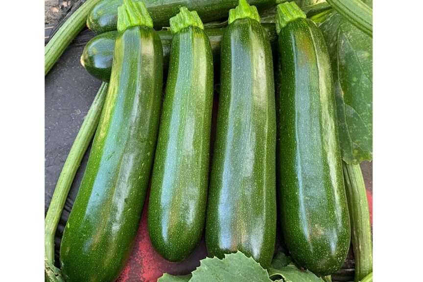 Dark Green Zucchini growing on the vine