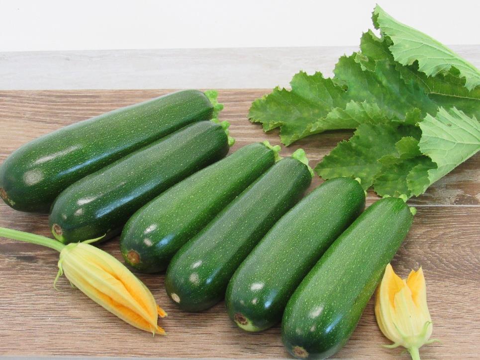 Dark Green Zucchini growing on the vine