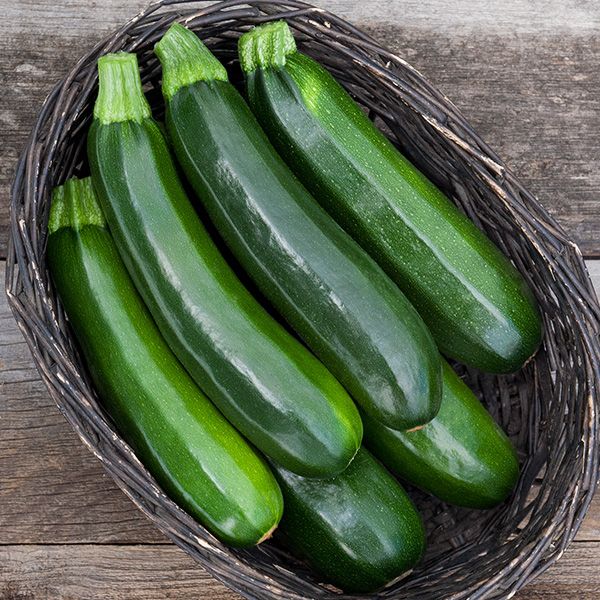 Dark Green Zucchini growing on the vine