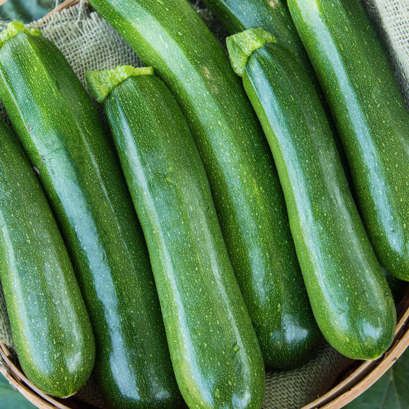 Dark Green Zucchini growing on the vine