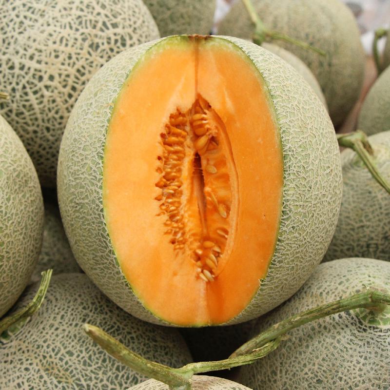 Delicious 51 Melon growing on the vine