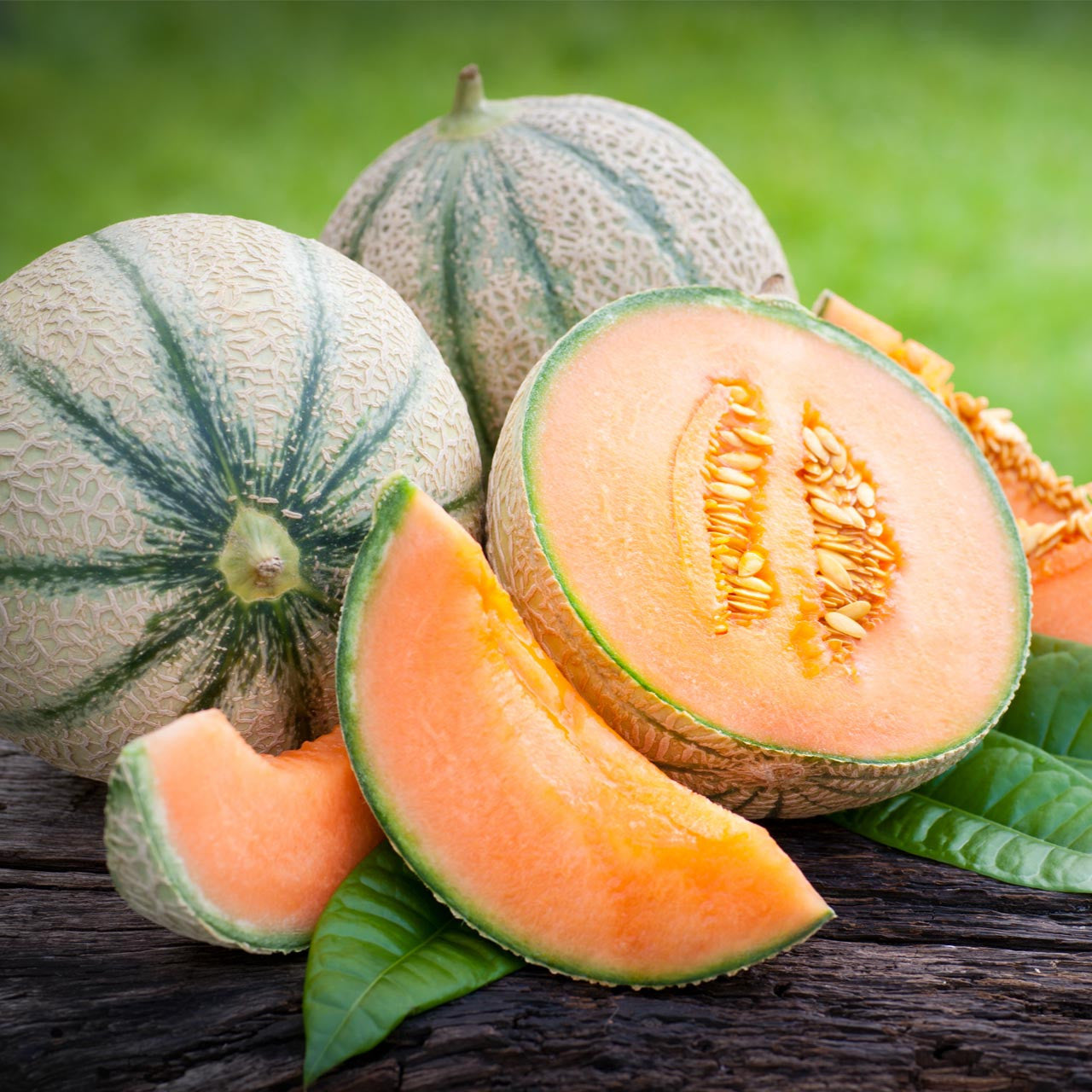 Delicious 51 Melon growing on the vine