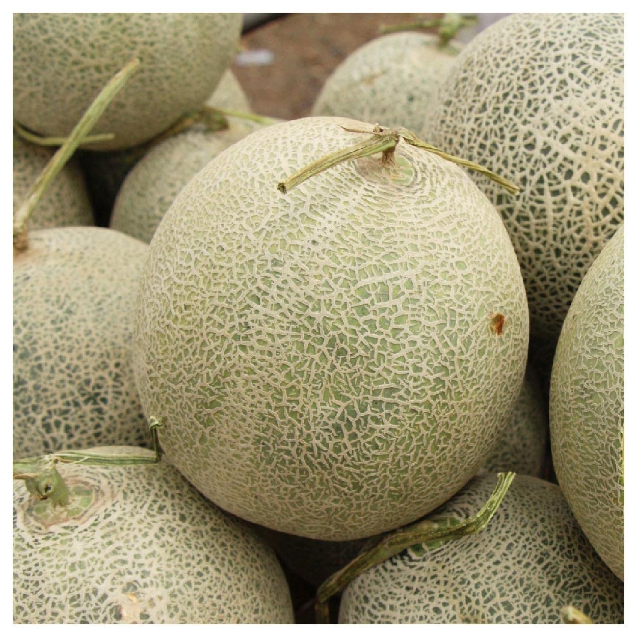 Delicious 51 Melon growing on the vine