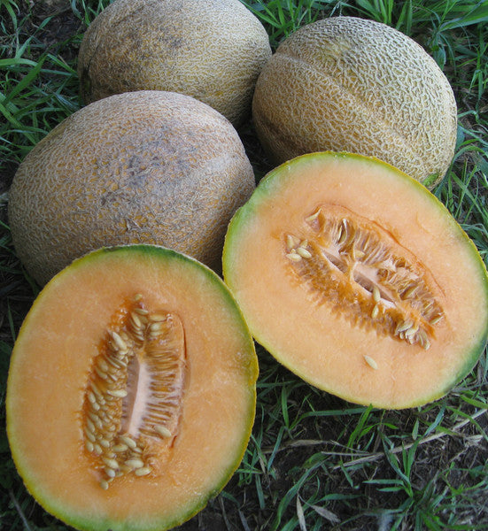 Delicious 51 Melon growing on the vine