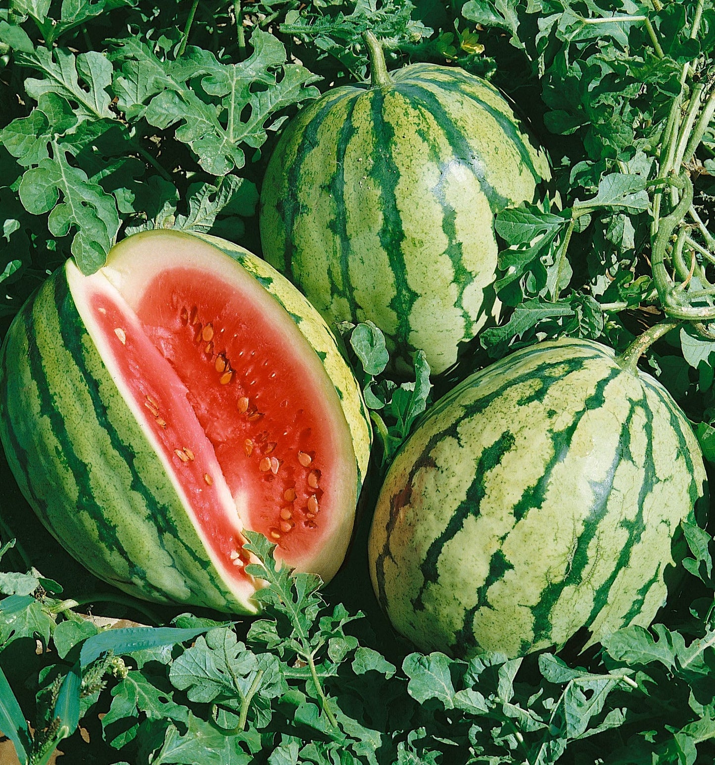 Dixie Queen Watermelon growing on the vine