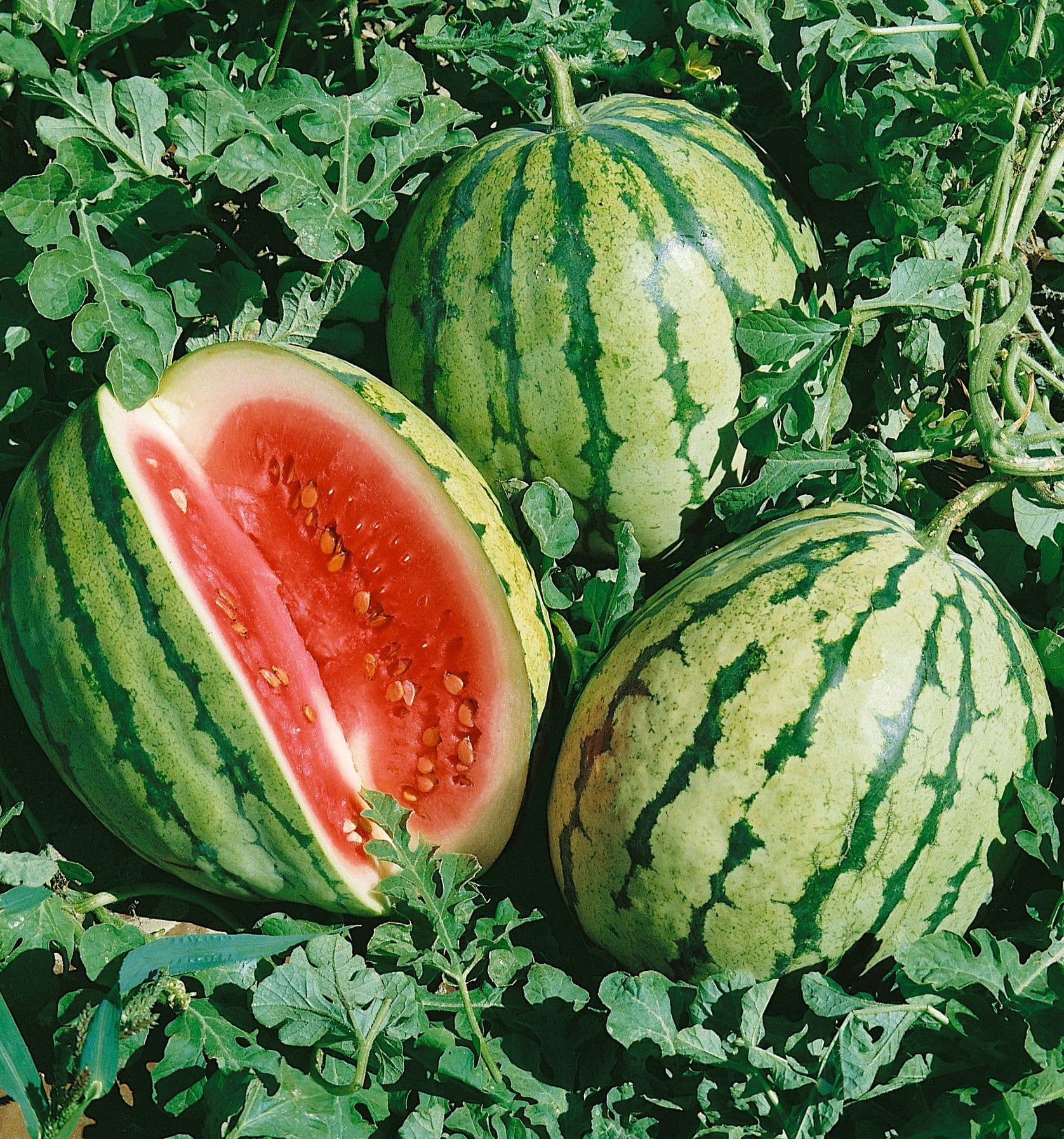 Dixie Queen Watermelon growing on the vine