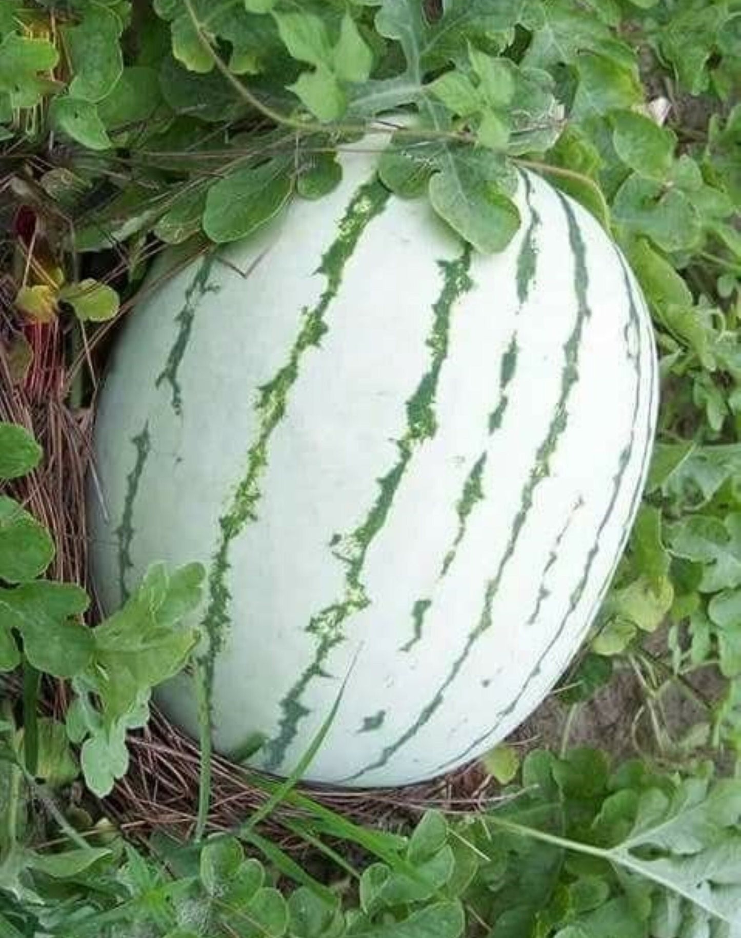 Dixie Queen Watermelon growing on the vine