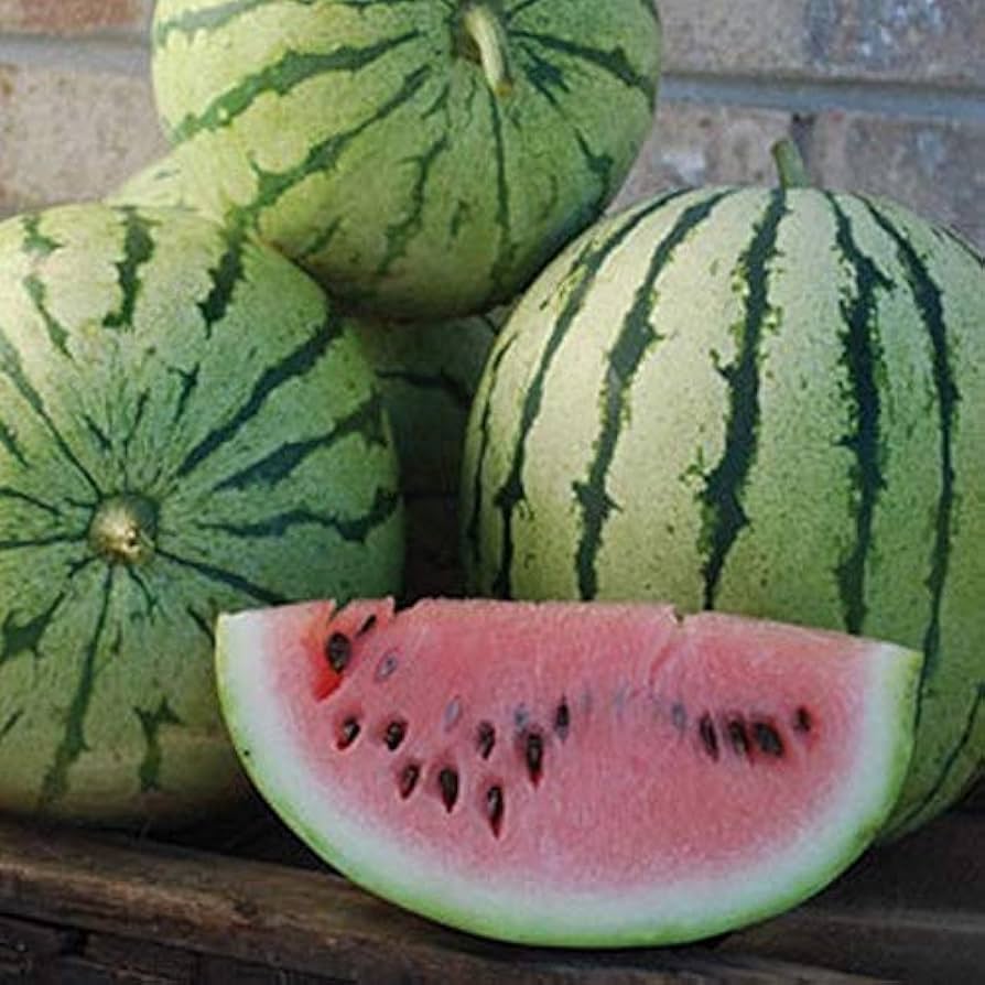 Dixie Queen Watermelon growing on the vine