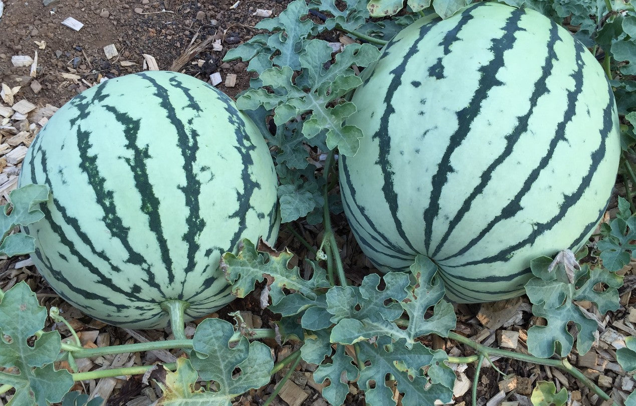 Dixie Queen Watermelon growing on the vine