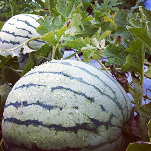 Dixie Queen Watermelon growing on the vine
