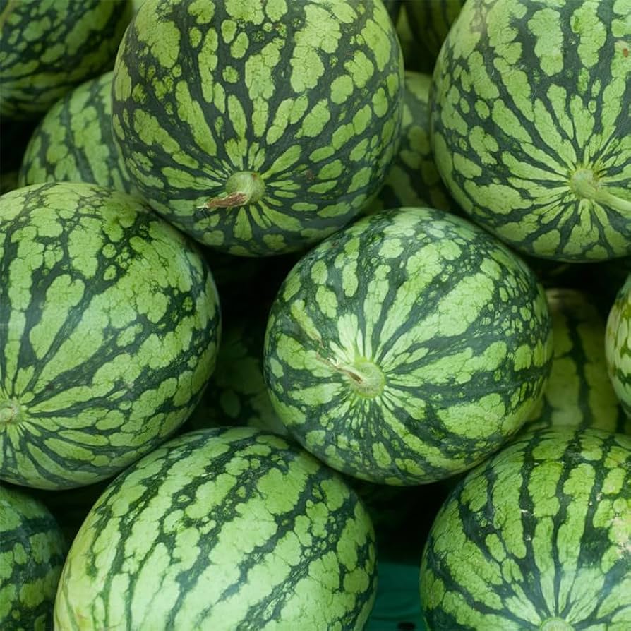 Dixie Queen Watermelon growing on the vine