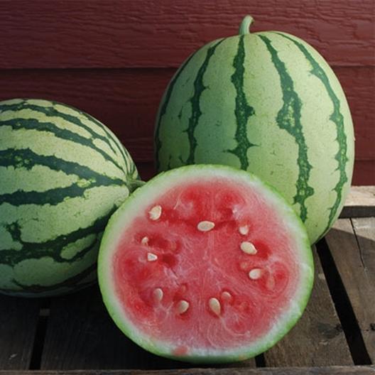 Dixie Queen Watermelon growing on the vine