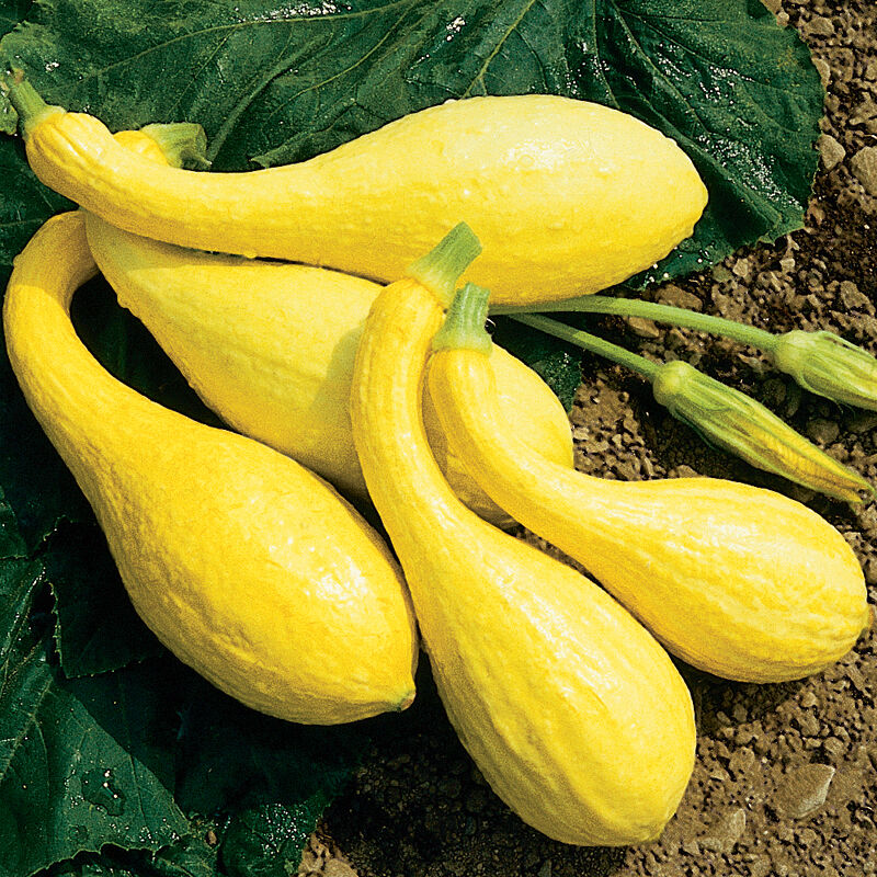 Early Crookneck Summer Squash growing on the vine