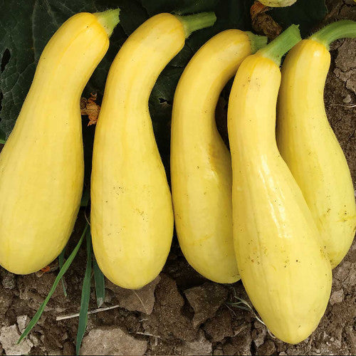 Early Crookneck Summer Squash growing on the vine
