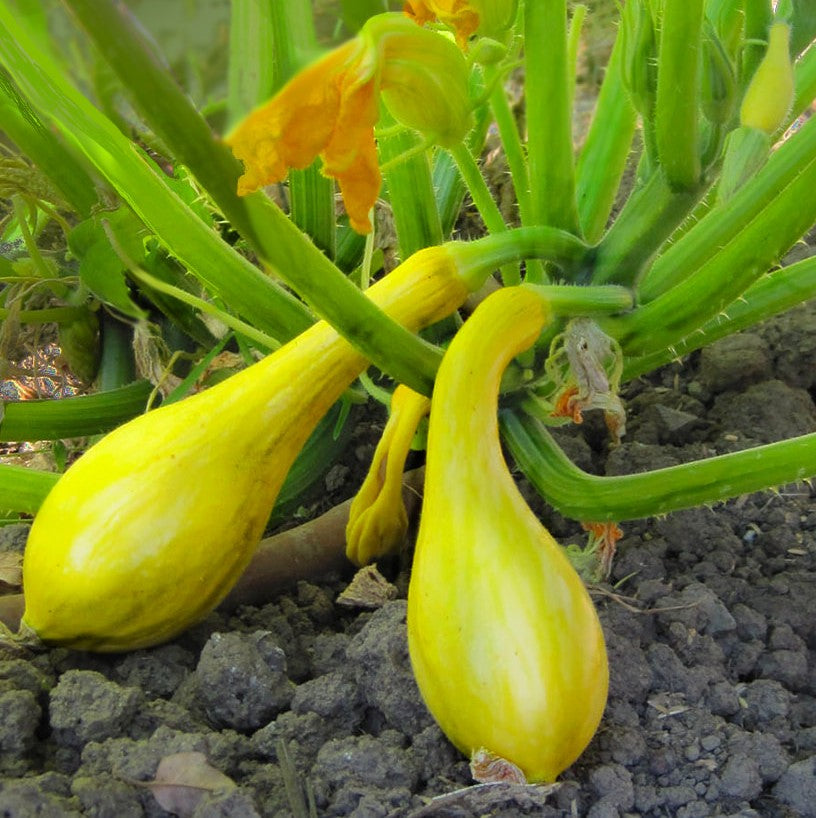 Early Crookneck Summer Squash growing on the vine