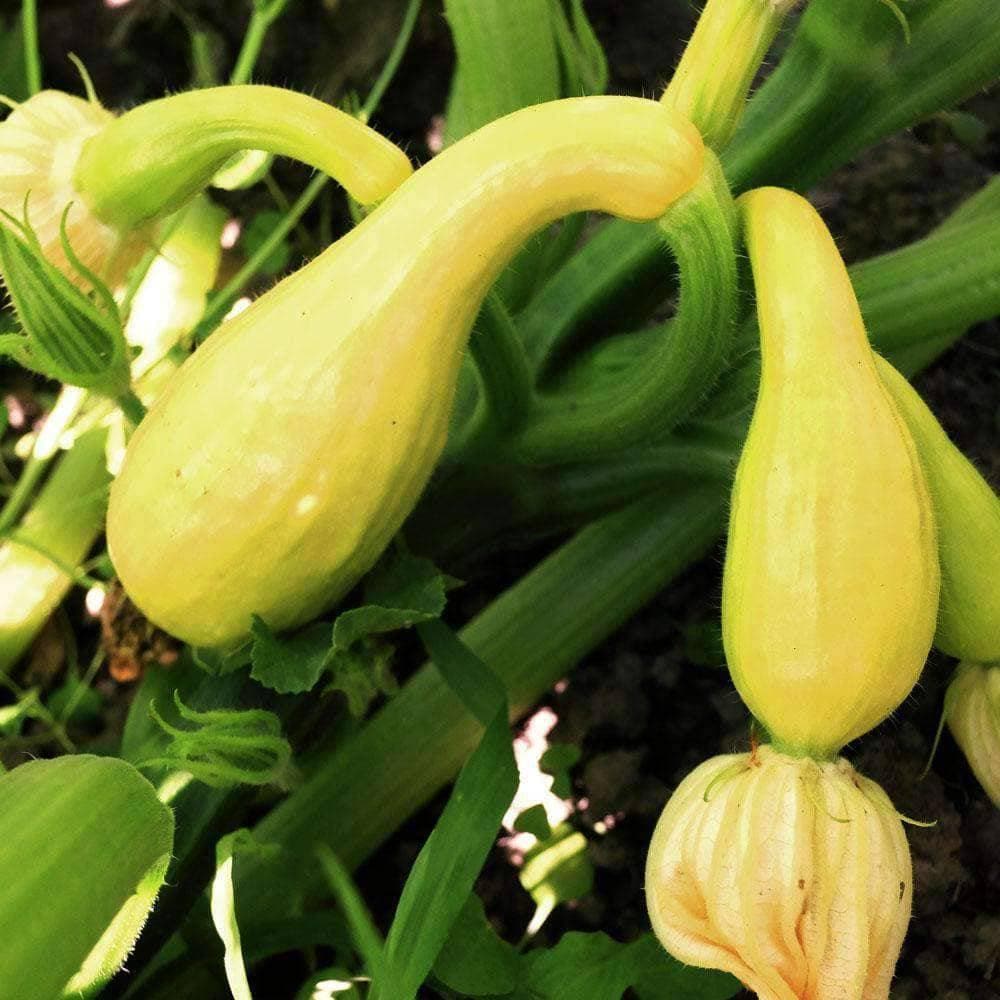 Early Crookneck Summer Squash growing on the vine