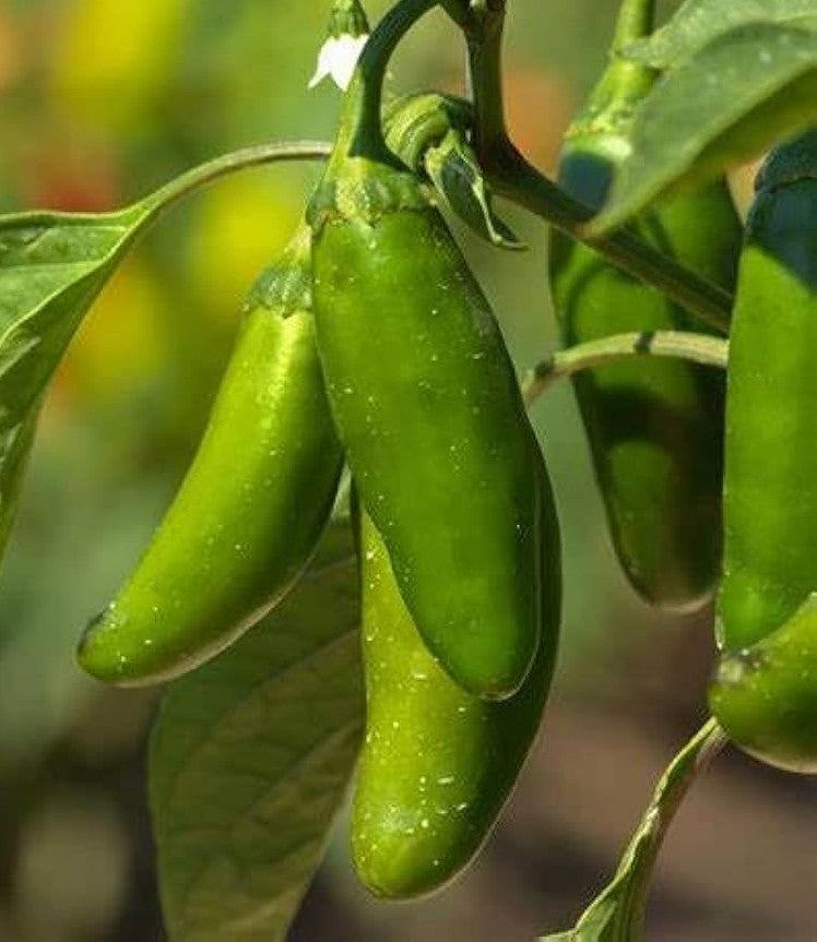 Early Jalapeno Pepper on the plant