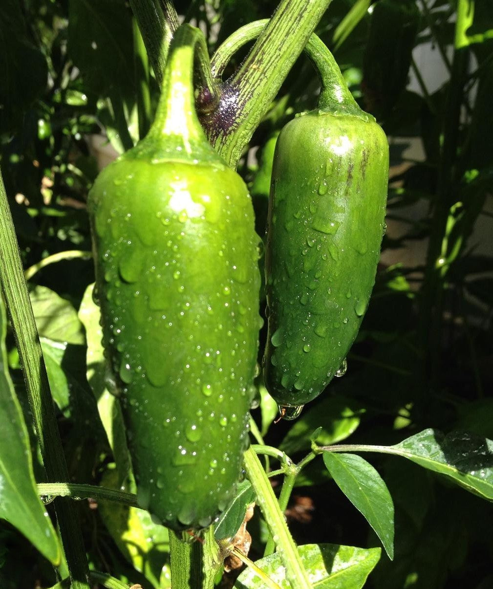 Early Jalapeno Pepper on the plant