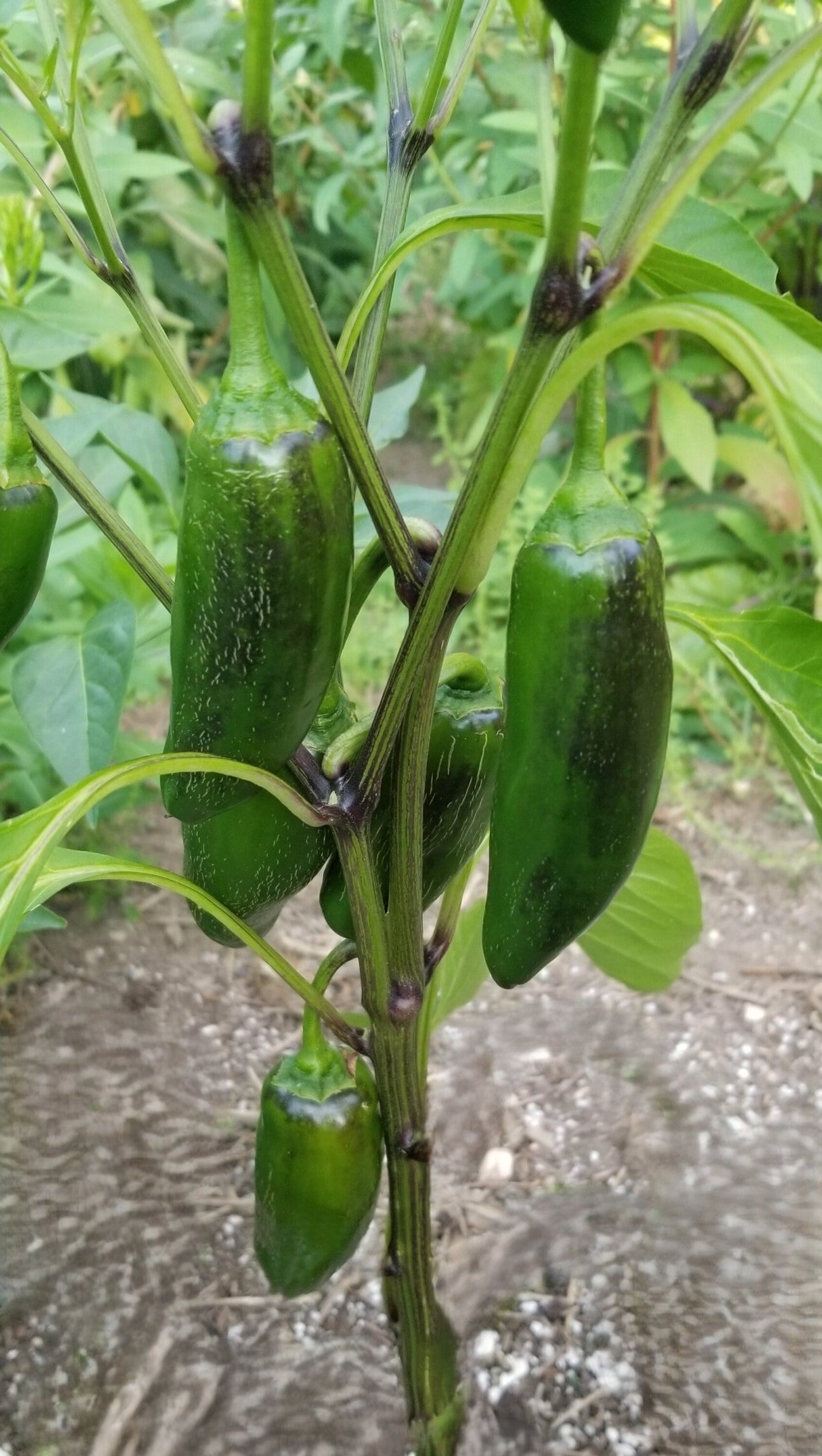 Early Jalapeno Pepper on the plant
