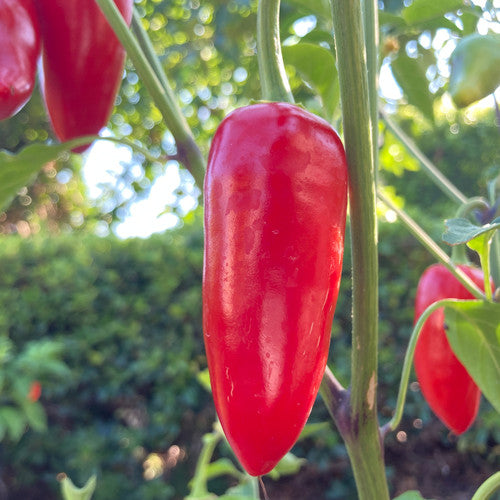 Early Jalapeno Pepper on the plant
