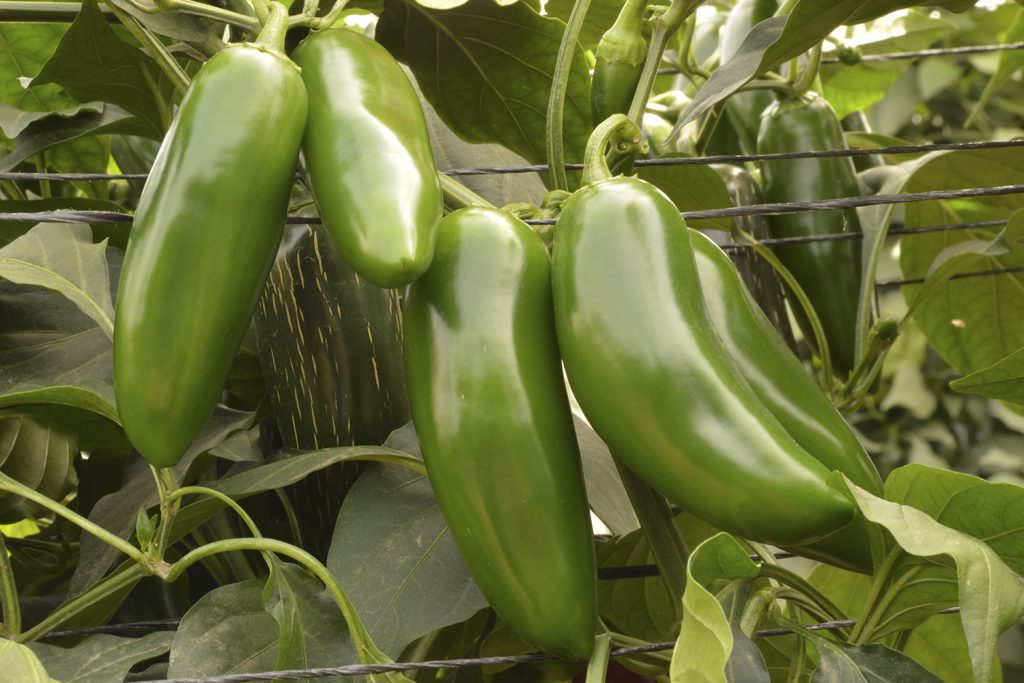 Early Jalapeno Pepper on the plant