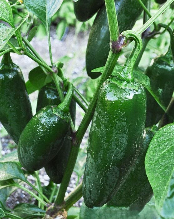 Early Jalapeno Pepper on the plant