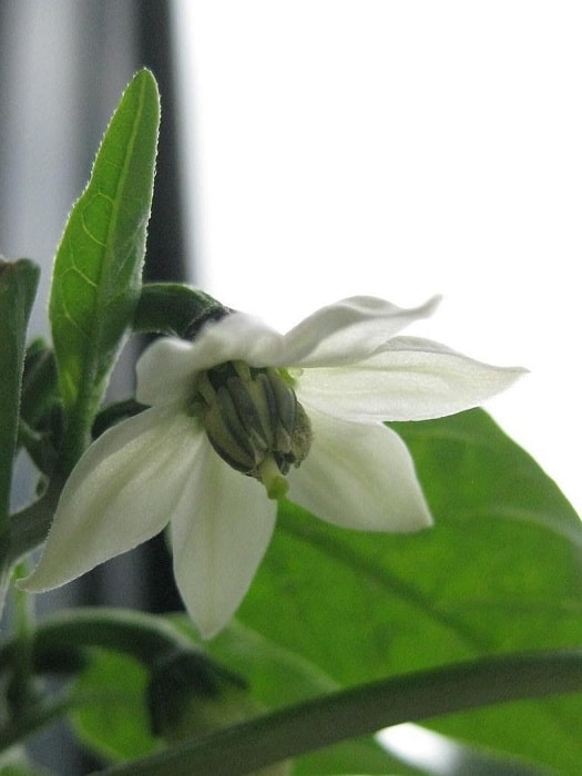 Early Jalapeno Pepper on the plant