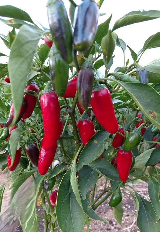 Early Jalapeno Pepper on the plant