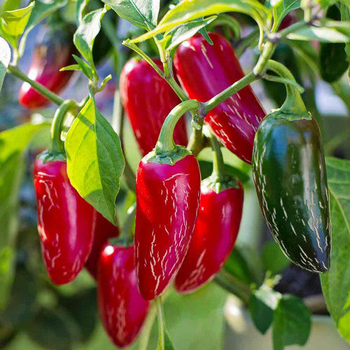 Early Jalapeno Pepper on the plant