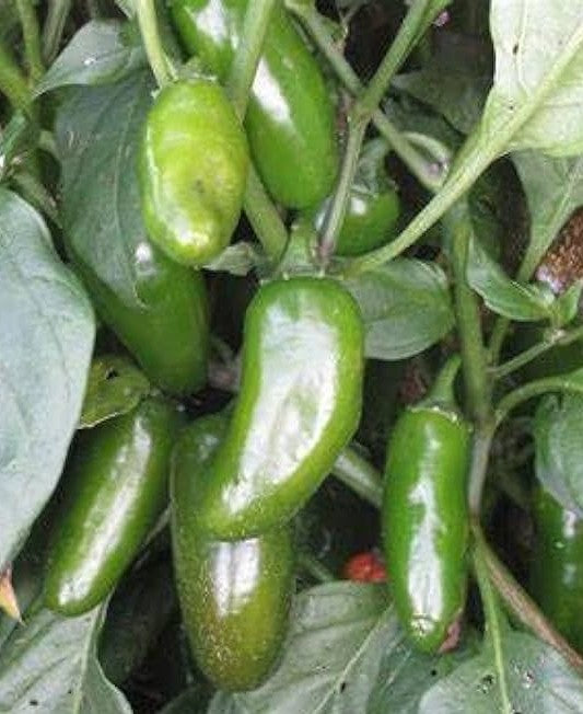 Early Jalapeno Pepper on the plant
