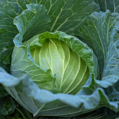 Early Round Dutch Cabbage Growing on the plant