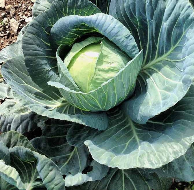 Early Round Dutch Cabbage Growing on the plant