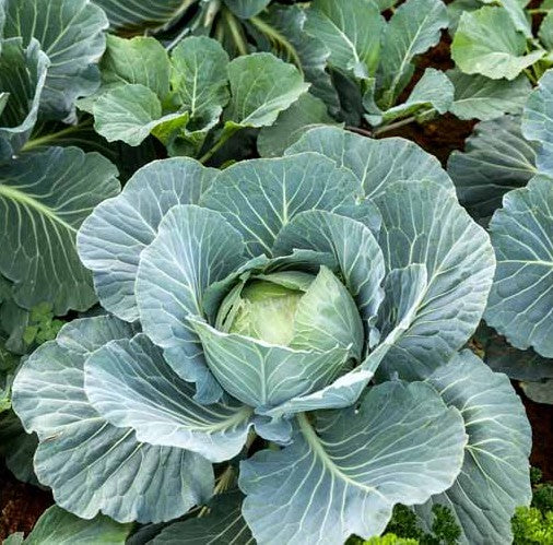 Early Round Dutch Cabbage Growing on the plant