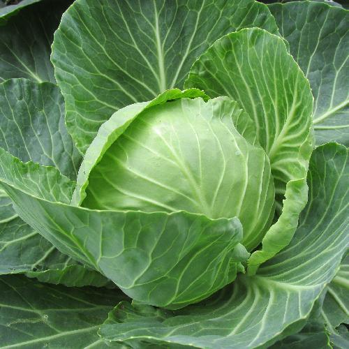 Early Round Dutch Cabbage Growing on the plant