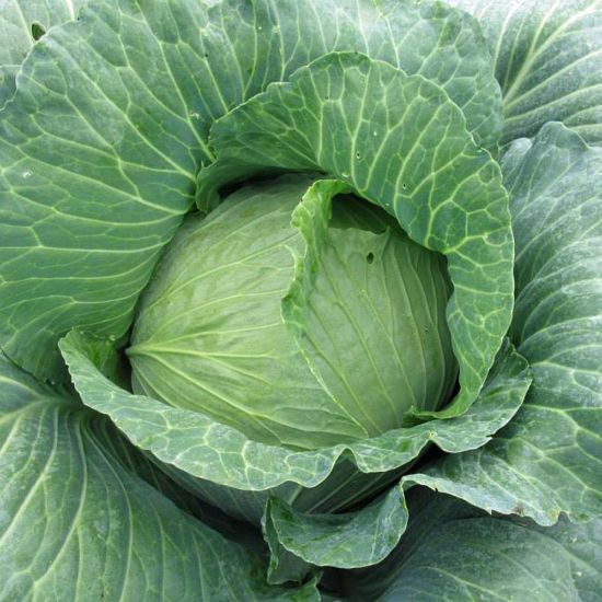Early Round Dutch Cabbage Growing on the plant
