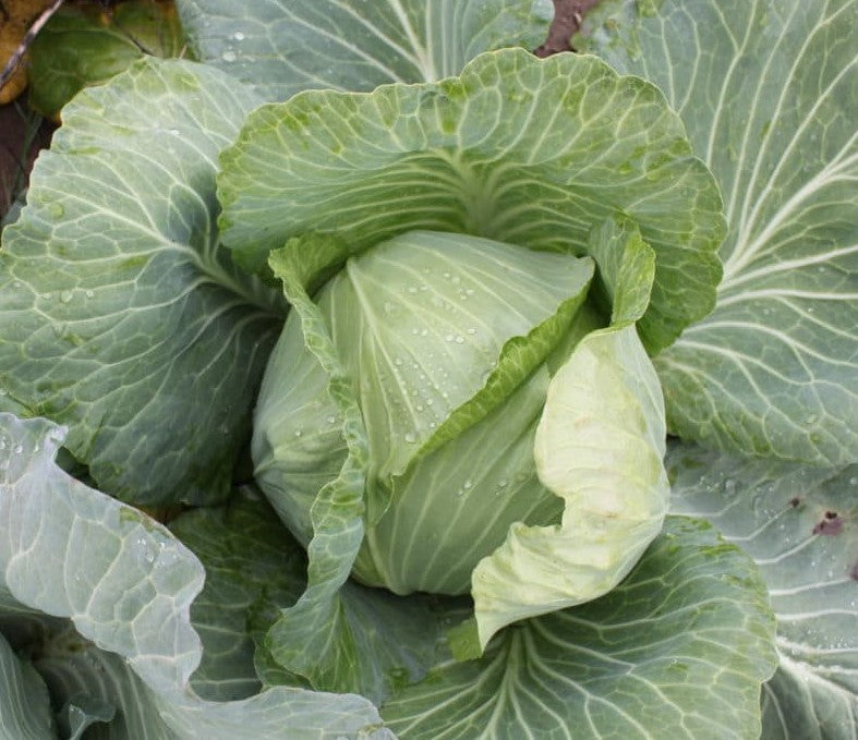 Early Round Dutch Cabbage Growing on the plant