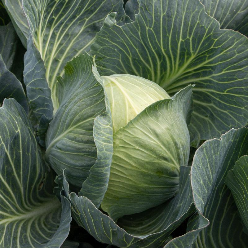 Early Round Dutch Cabbage Growing on the plant