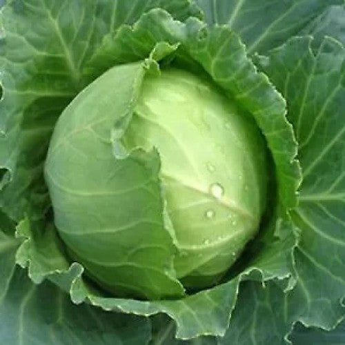 Early Round Dutch Cabbage Growing on the plant