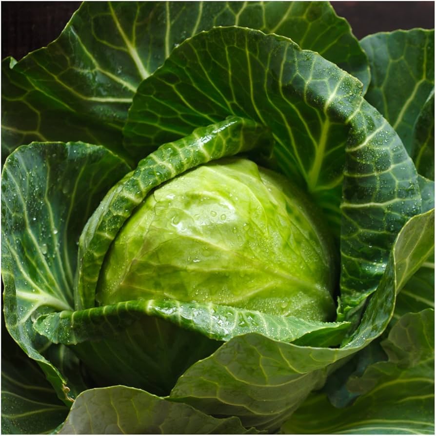 Early Round Dutch Cabbage Growing on the plant